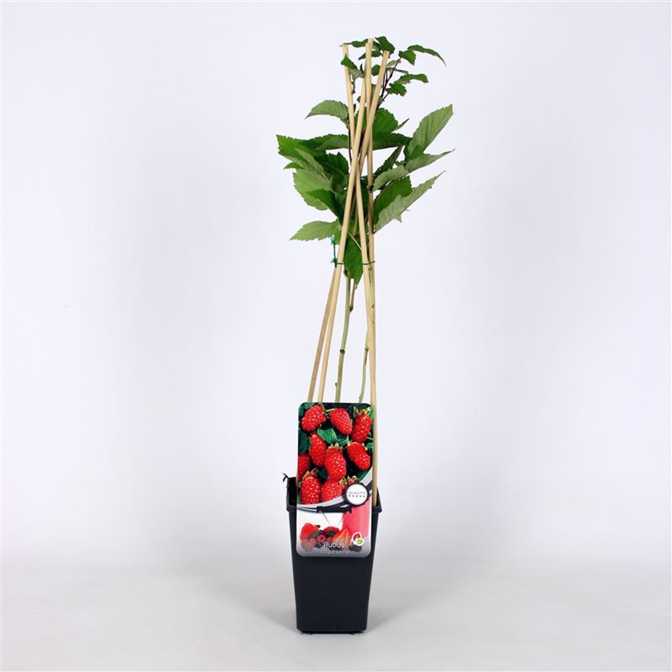 Rubus log. Loganberry - C2 70/+ CM